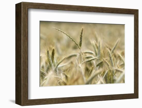 Wheat field, cultivated plants and agriculture, Yonne, France, Europe-Godong-Framed Photographic Print