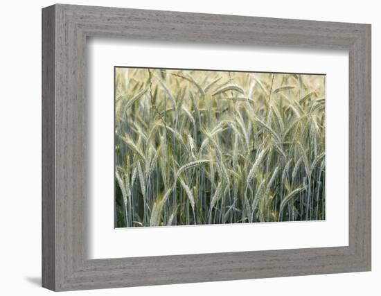 Wheat field, cultivated plants and agriculture, Yonne, France, Europe-Godong-Framed Photographic Print