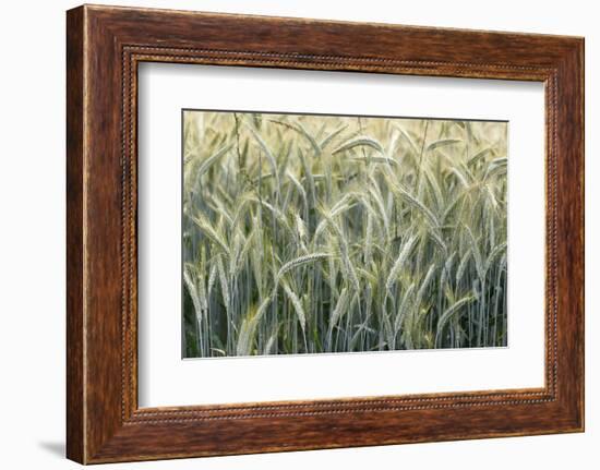 Wheat field, cultivated plants and agriculture, Yonne, France, Europe-Godong-Framed Photographic Print