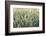 Wheat field, cultivated plants and agriculture, Yonne, France, Europe-Godong-Framed Photographic Print