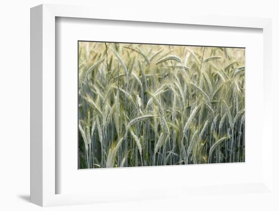 Wheat field, cultivated plants and agriculture, Yonne, France, Europe-Godong-Framed Photographic Print