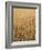 Wheat Field, Grain, Ears of Wheat-Thonig-Framed Photographic Print