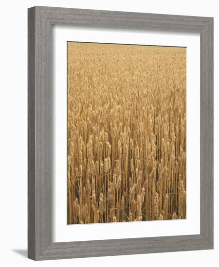 Wheat Field, Grain, Ears of Wheat-Thonig-Framed Photographic Print