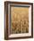 Wheat Field, Grain, Ears of Wheat-Thonig-Framed Photographic Print