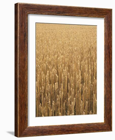 Wheat Field, Grain, Ears of Wheat-Thonig-Framed Photographic Print