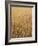 Wheat Field, Grain, Ears of Wheat-Thonig-Framed Photographic Print