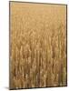 Wheat Field, Grain, Ears of Wheat-Thonig-Mounted Photographic Print