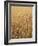 Wheat Field, Grain, Ears of Wheat-Thonig-Framed Photographic Print