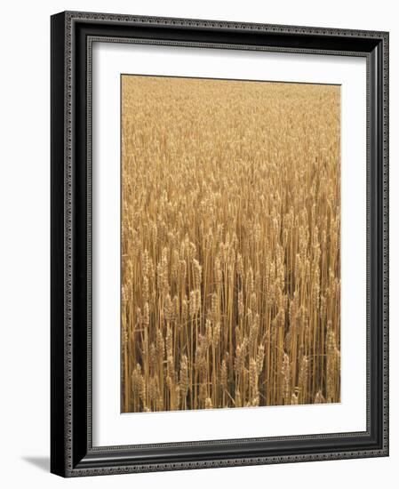 Wheat Field, Grain, Ears of Wheat-Thonig-Framed Photographic Print