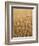 Wheat Field, Grain, Ears of Wheat-Thonig-Framed Photographic Print