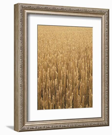 Wheat Field, Grain, Ears of Wheat-Thonig-Framed Photographic Print