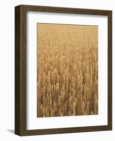 Wheat Field, Grain, Ears of Wheat-Thonig-Framed Photographic Print