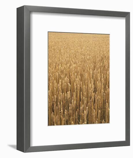 Wheat Field, Grain, Ears of Wheat-Thonig-Framed Photographic Print