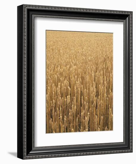 Wheat Field, Grain, Ears of Wheat-Thonig-Framed Photographic Print