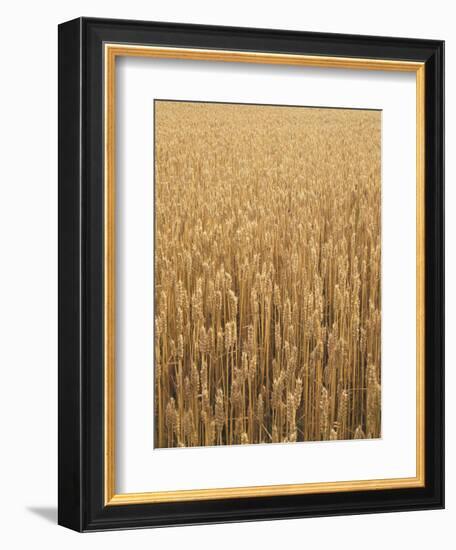 Wheat Field, Grain, Ears of Wheat-Thonig-Framed Photographic Print