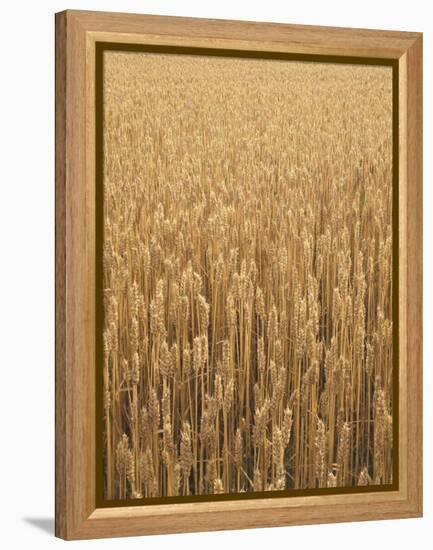 Wheat Field, Grain, Ears of Wheat-Thonig-Framed Premier Image Canvas