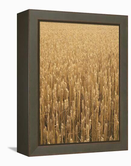 Wheat Field, Grain, Ears of Wheat-Thonig-Framed Premier Image Canvas