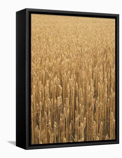 Wheat Field, Grain, Ears of Wheat-Thonig-Framed Premier Image Canvas