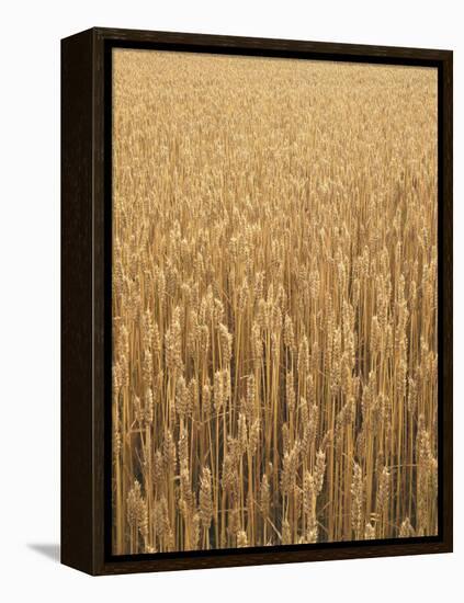 Wheat Field, Grain, Ears of Wheat-Thonig-Framed Premier Image Canvas