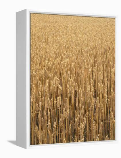 Wheat Field, Grain, Ears of Wheat-Thonig-Framed Premier Image Canvas