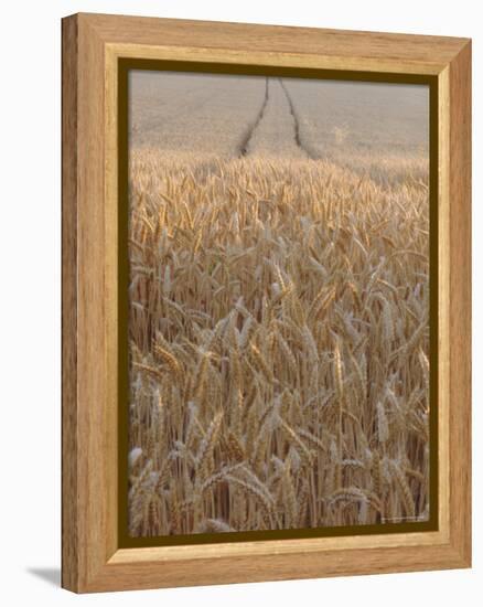 Wheat Field in the Dordogne, Aquitaine, France-Jonathan Hodson-Framed Premier Image Canvas