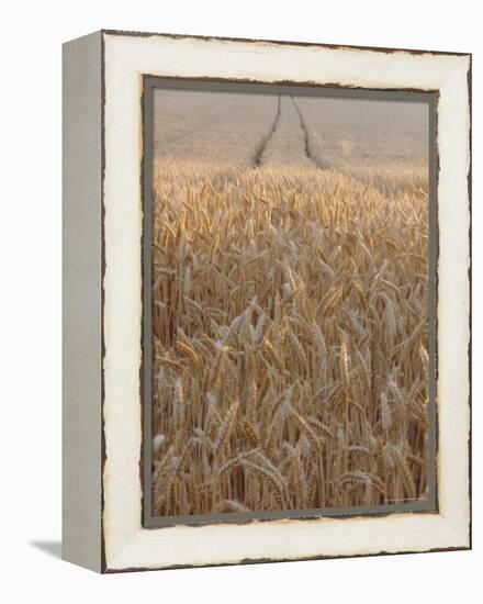 Wheat Field in the Dordogne, Aquitaine, France-Jonathan Hodson-Framed Premier Image Canvas