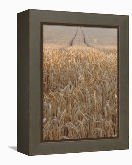 Wheat Field in the Dordogne, Aquitaine, France-Jonathan Hodson-Framed Premier Image Canvas