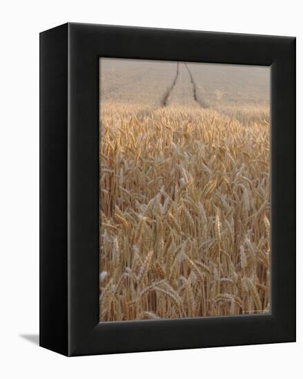 Wheat Field in the Dordogne, Aquitaine, France-Jonathan Hodson-Framed Premier Image Canvas