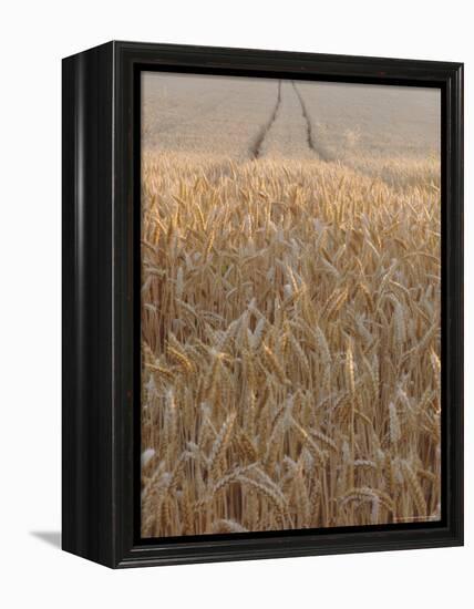 Wheat Field in the Dordogne, Aquitaine, France-Jonathan Hodson-Framed Premier Image Canvas