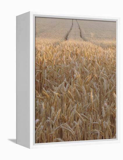 Wheat Field in the Dordogne, Aquitaine, France-Jonathan Hodson-Framed Premier Image Canvas