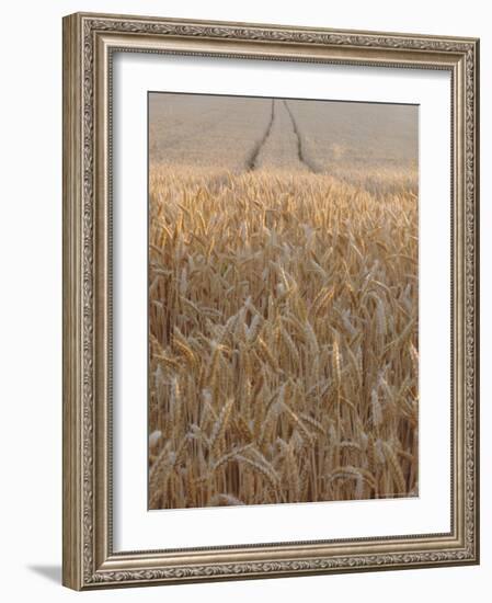 Wheat Field in the Dordogne, Aquitaine, France-Jonathan Hodson-Framed Photographic Print