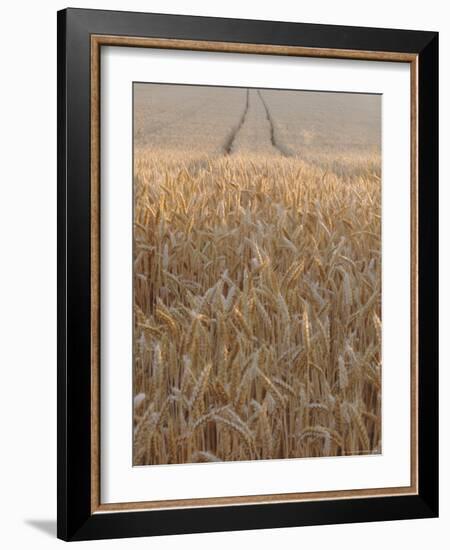 Wheat Field in the Dordogne, Aquitaine, France-Jonathan Hodson-Framed Photographic Print