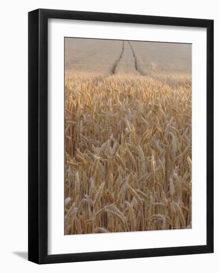 Wheat Field in the Dordogne, Aquitaine, France-Jonathan Hodson-Framed Photographic Print