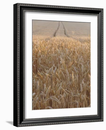 Wheat Field in the Dordogne, Aquitaine, France-Jonathan Hodson-Framed Photographic Print