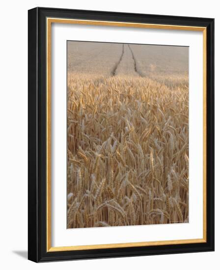 Wheat Field in the Dordogne, Aquitaine, France-Jonathan Hodson-Framed Photographic Print