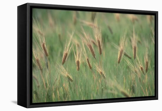 Wheat Field in the Sonoran Desert, Arizona-null-Framed Premier Image Canvas