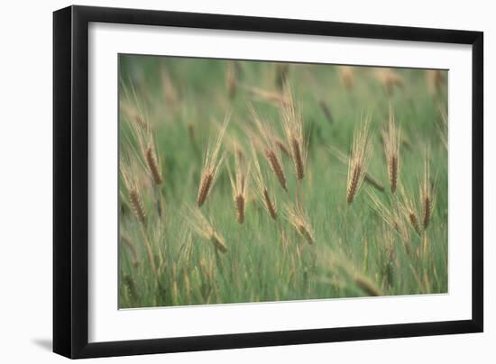 Wheat Field in the Sonoran Desert, Arizona-null-Framed Photographic Print