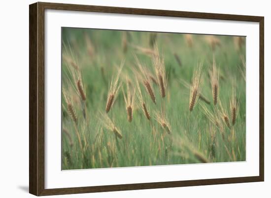 Wheat Field in the Sonoran Desert, Arizona-null-Framed Photographic Print