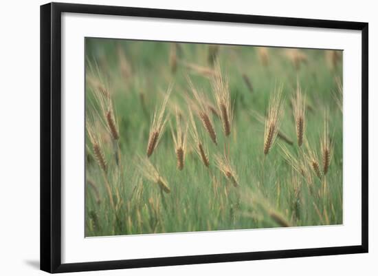 Wheat Field in the Sonoran Desert, Arizona-null-Framed Photographic Print