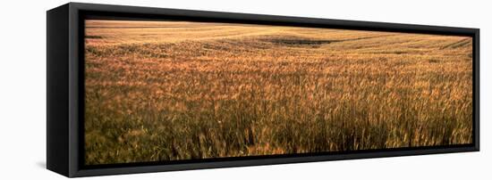 Wheat Field, Kansas, USA-null-Framed Stretched Canvas