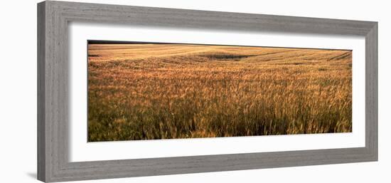 Wheat Field, Kansas, USA-null-Framed Photographic Print