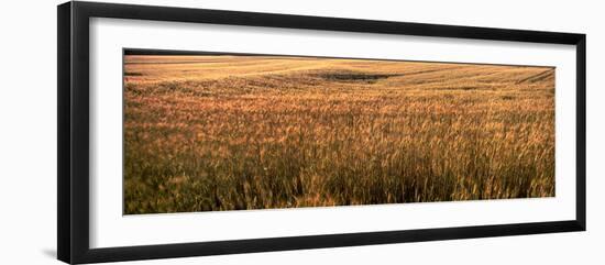 Wheat Field, Kansas, USA-null-Framed Photographic Print