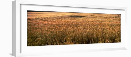 Wheat Field, Kansas, USA-null-Framed Photographic Print