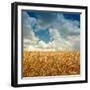 Wheat Field Landscape with Sky-Leonid Nyshko-Framed Photographic Print