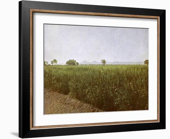 Wheat field near Luxor, Egypt-English Photographer-Framed Giclee Print