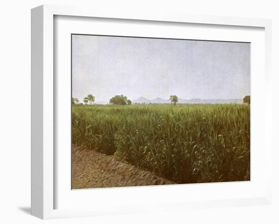 Wheat field near Luxor, Egypt-English Photographer-Framed Giclee Print