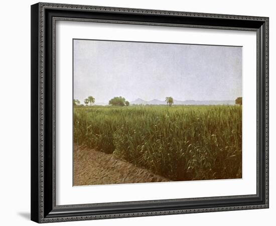 Wheat field near Luxor, Egypt-English Photographer-Framed Giclee Print