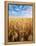 Wheat Field, Oregon, USA-Stuart Westmorland-Framed Premier Image Canvas