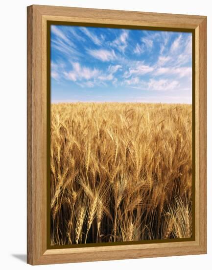 Wheat Field, Oregon, USA-Stuart Westmorland-Framed Premier Image Canvas