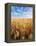 Wheat Field, Oregon, USA-Stuart Westmorland-Framed Premier Image Canvas